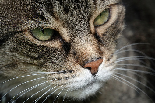 A tabby cat’s face in closeup.