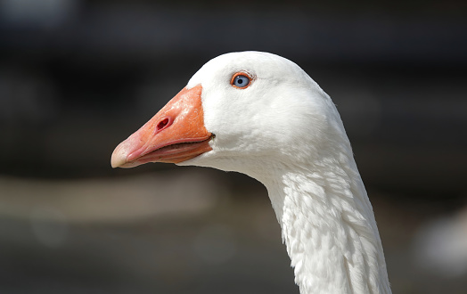 A closeup of a domestic goose.