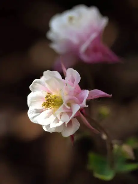 Aquilegia vulgaris Winky Double Rose-pink flower