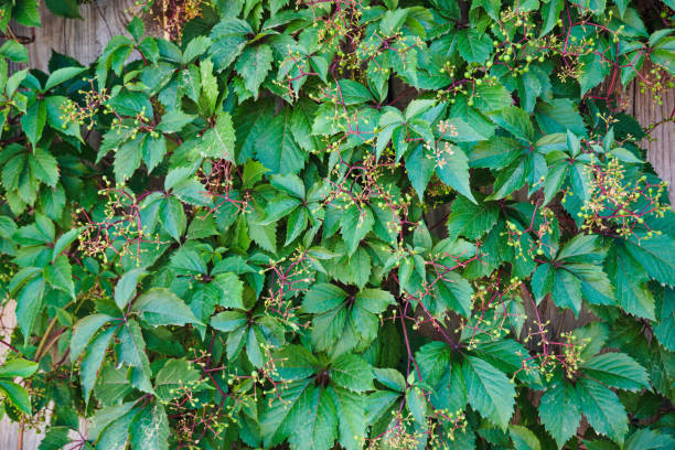 istock The fence is covered with green leaves. 1412609468