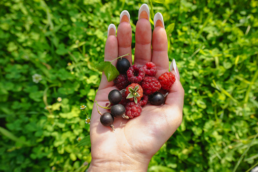 The girl holds berries, currants and raspberries in her hands close-up, on a green background.