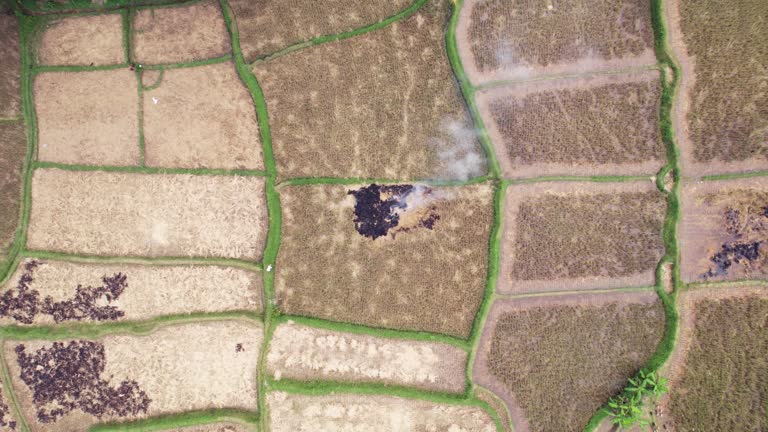 Low-cost solution of rice straw removal at harvested paddy, top-down aerial shot