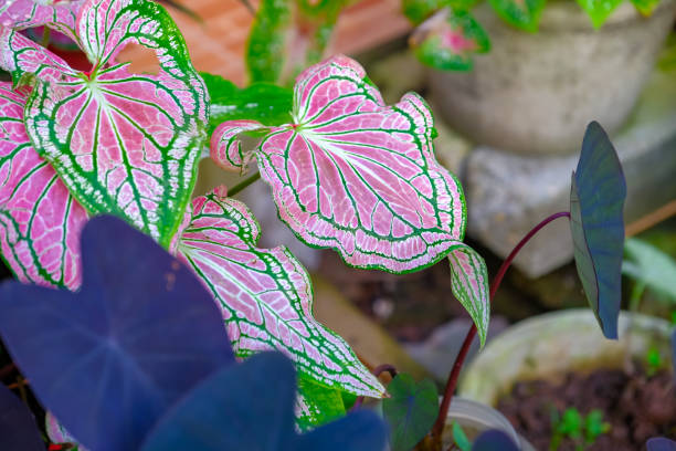 Close up of Caladium bicolor