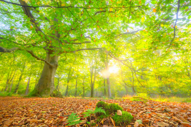 Massive old Beech tree in a beeh tree forest with green and golden brown leafs in the Rijsterbos nature reserve in the Gaasterland region in Frisia, Netherlands.
