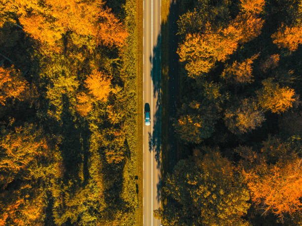 istock Road through an autumn forest seen from above during a beautiful fall day 1412613382