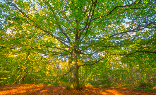Massive old Beech tree in a beeh tree forest with green and golden brown leafs in the Rijsterbos nature reserve in the Gaasterland region in Frisia, Netherlands.