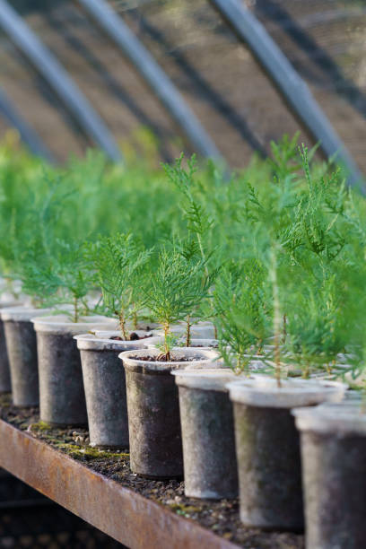 istock Young coniferous trees grow in small pots put on counter in long rows under protective cover 1412614820