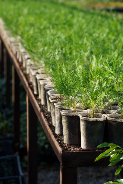istock Young coniferous trees grow in small pots put on counter in long rows under protective cover 1412614824