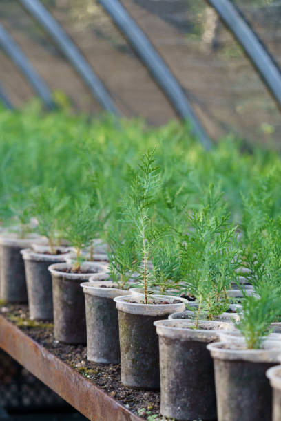 istock Young coniferous trees grow in small pots put on counter in long rows under protective cover 1412614837