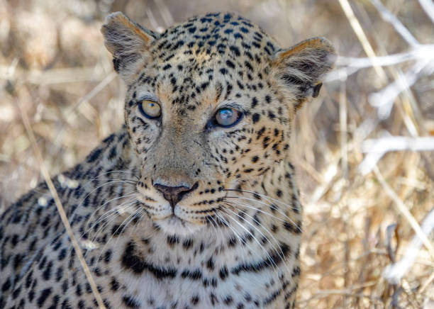 afrikanischer leopard im etosha nationalpark in der kunene region, namibia - hunting blind stock-fotos und bilder