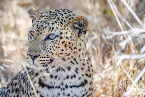 afrikanischer leopard im etosha nationalpark in der kunene region, namibia - hunting blind stock-fotos und bilder