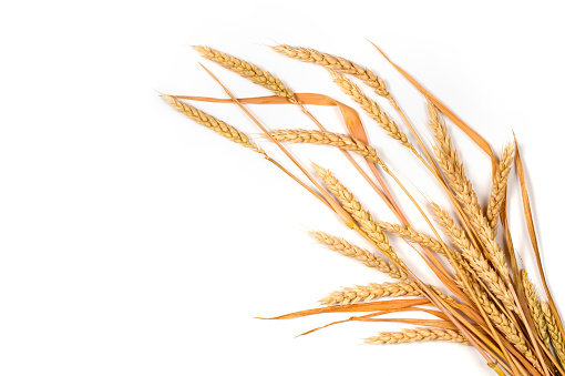 Bundle of ears of wheat on a white background. Ripe golden wheat close-up.