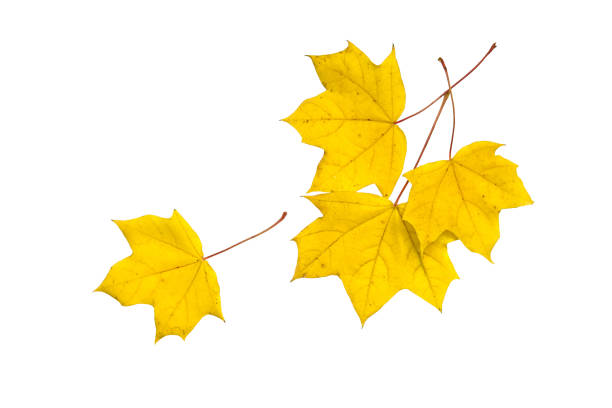 Clipart for design