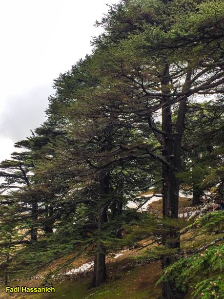 istock Cedars of Lebanon 1412617064