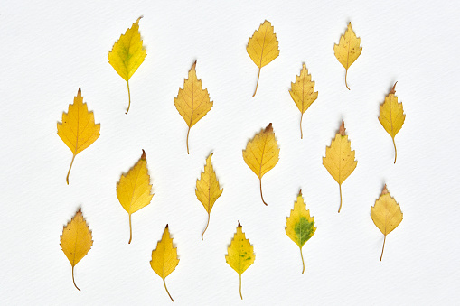 Studio close-up image of a single early autumn leaf from a cherry tree as it changes from green to yellow, photographed on a white background.