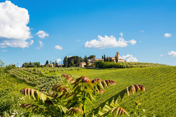 vineyard in san gimignano, tuscany, italy - san gimignano imagens e fotografias de stock