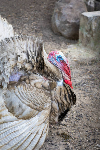 istock Grey turkey in a farm before November, when it will be thanksgiving, and it will be stuffed  and roasted as it is the tradition 1412618766