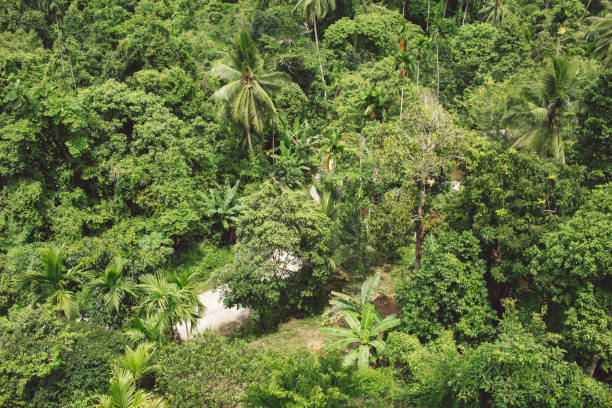 istock Scenic View Of Forest 1412619057
