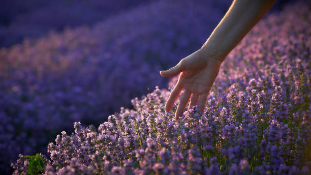 istock Walking In The Lavender Field 1412619422