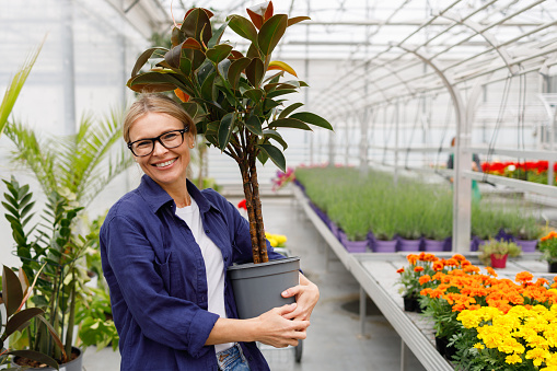Portrait of a woman with indoor plants in her hands in a greenhouse