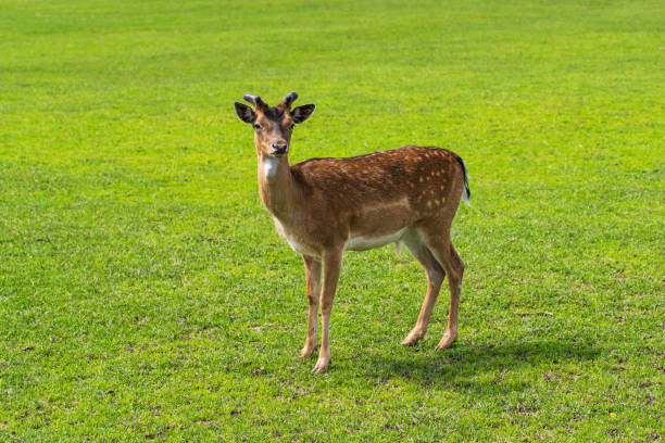 istock Young deer stands alone at the green field 1412620857