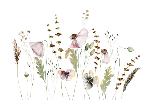 Wildflowers, herbs boho border painted in watercolor. Dried pampas grass floral bouquet, frame. Botanical boho elements isolated on white. Wedding invitation, greeting, card, print, scrapbooking