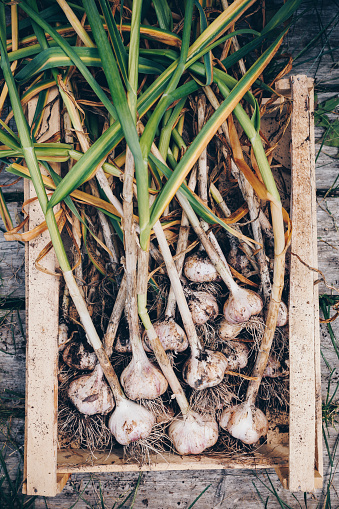 Harvesting garlic in the garden. Freshly harvested vegetables in wooden box, organic farming concept.
