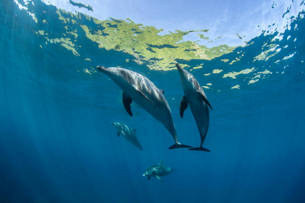 dauphins de la faune - pod photos et images de collection