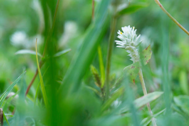 Green grass with white flowers can make a background
