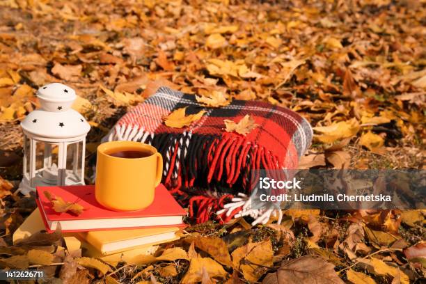 Plaid Cup Of Tea Lantern And Books In Park On Sunny Autumn Day Stock Photo - Download Image Now