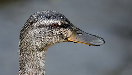 A female mallard duck.
