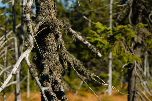 Lichen covered dry dead tree trunk in forrest