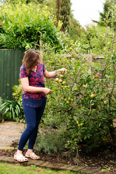 istock A miniature duo fruit tree provides a wealth of Katy and Egremont Apples. 1412628510