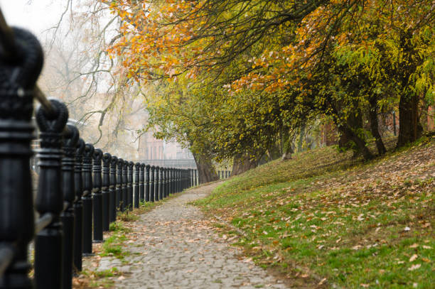 istock Cobblestone footpath along a canal in autumn lined with colourful trees shedding leaves 1412628778
