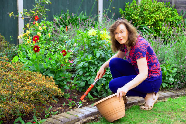 istock Weeding the Dahlia garden. 1412629127