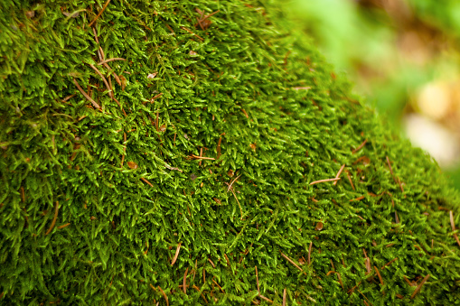 View of Mossy surface of a tree trunk in wetland forest in Macocha, South Moravia, Czech Republic.