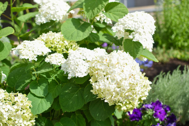 istock White hydrangea flowers in a flower bed. Botanical Garden. 1412630455