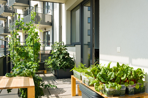 Jardín de balcón urbano con acelgas, kangkung y otras verduras fáciles de cultivar photo