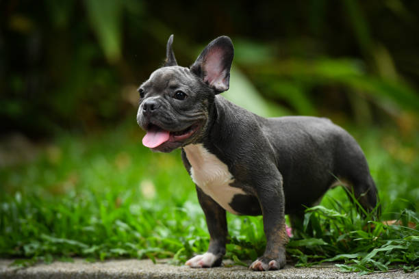 A baby french bulldog. stock photo