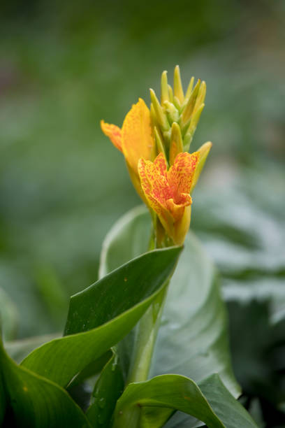 Yellow flowering Canna Island Tenerife plant in a garden in July, England, United Kingdom