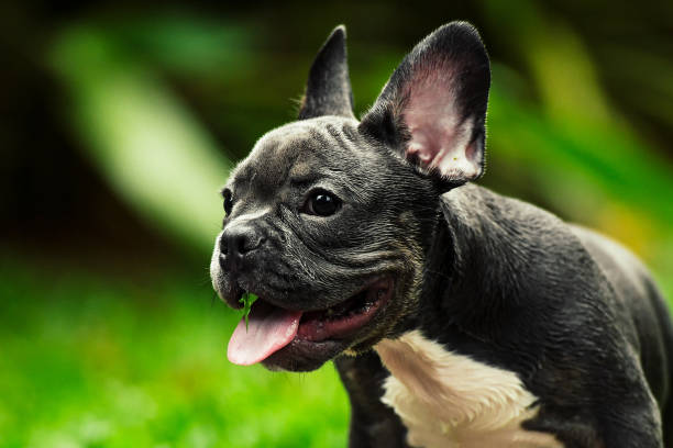 A baby french bulldog. stock photo