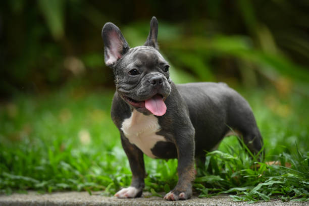 A baby french bulldog. stock photo