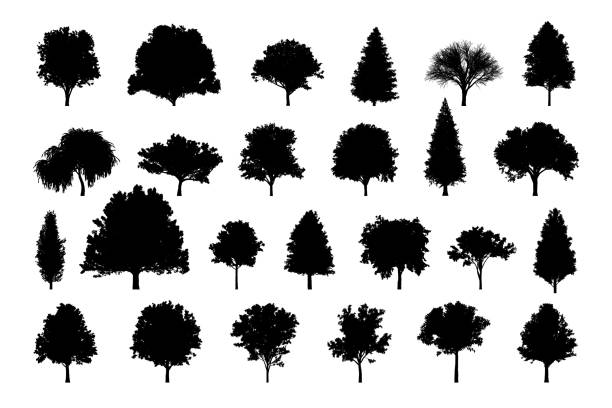 흰색 배경에 다양한 나무의 상세한 나무 실루엣 - deciduous tree stock illustrations