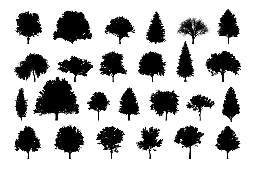 Trees collection on white background. Carefully layered and grouped for easy editing.
