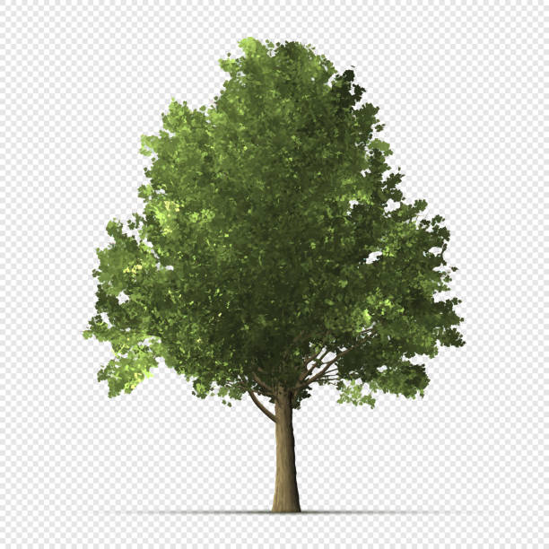 Detailed tree on transparent background Vector tree on transparent background. Carefully layered and grouped for easy editing. big tree stock illustrations