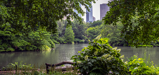 At he lake in Central Park, New York City, Manhattan during rain storm