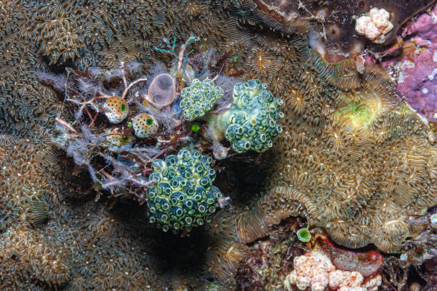 istock Coral reef in South Pacific with tunicates in shallow waters 1412634014