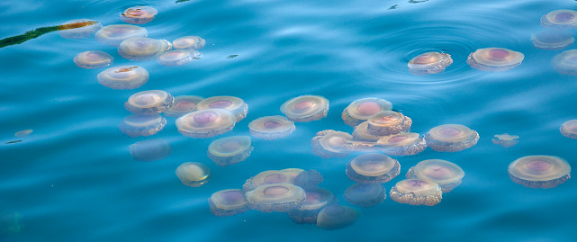 Jellyfish floating on the sea surface