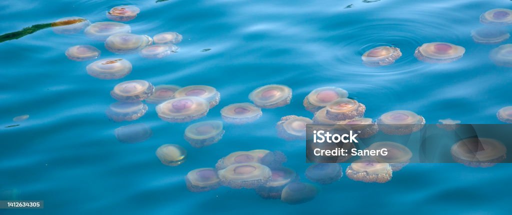 Jellyfish banner Jellyfish floating on the sea surface Jellyfish Stock Photo