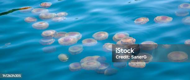 Jellyfish Banner Stock Photo - Download Image Now - Jellyfish, Mediterranean Sea, Beach